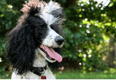 funny looking parti poodle dog picture.jpg
