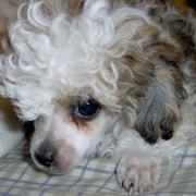image of a pretty poodle puppy.jpg
