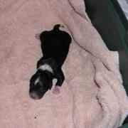 new born party poodle in black with white lines.jpg
