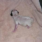 newborn parti poodle puppy.jpg
