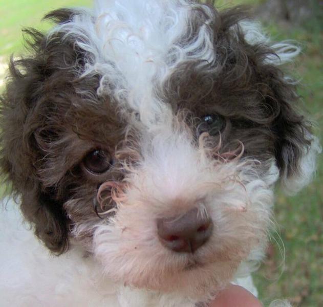 sad but cute looking parti poodle pup picture.jpg

