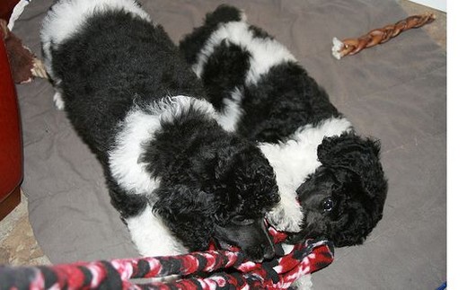 two playful party poodle puppies.jpg
