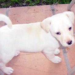 labrador puppy in golden white.jpg
