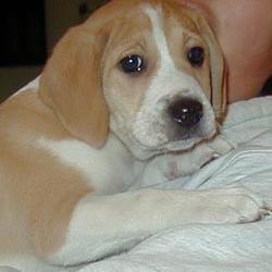beagle in tan and white_male.jpg

