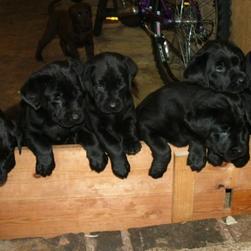 labrador retriever puppies in black.JPG
