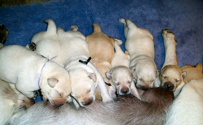 labrador young puppies.jpg
