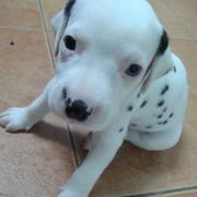 Dalmation Puppy Pictures

