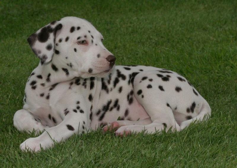 beautiful Dalmatian puppy picture.jpg

