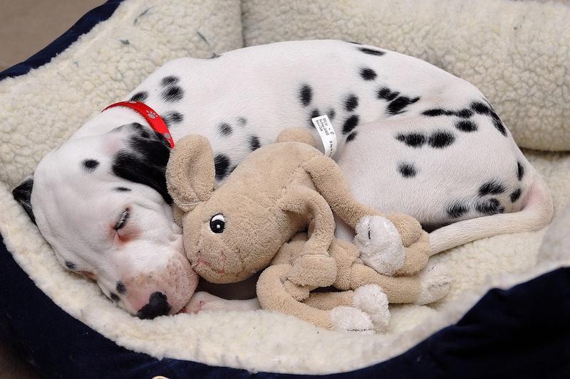 big Dalmation Puppy sleeping next to its toy on a warm dog bed.jpg
