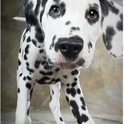 close up picture of a dalmation puppy.jpg
