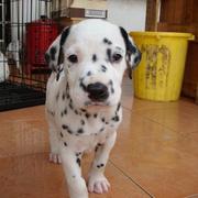cute image of a Dalmation Puppy.jpg
