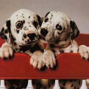 Dalmatian puppies.jpg

