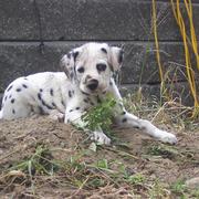 Dalmatian puppy playing in dirt.jpg
