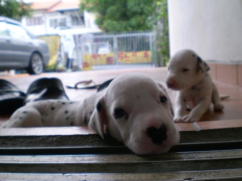 Dalmation Puppies playing in the front porch.jpg
