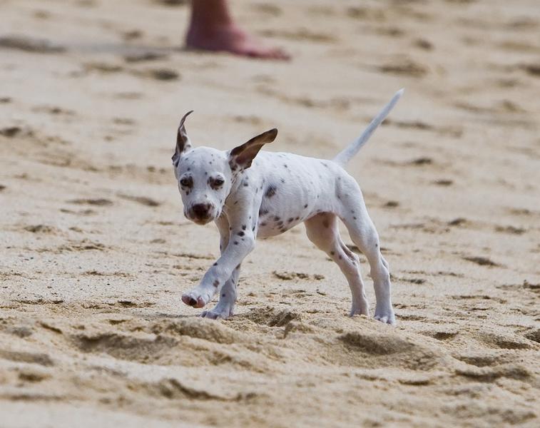Dalmation Puppy playing on the beach.jpg
