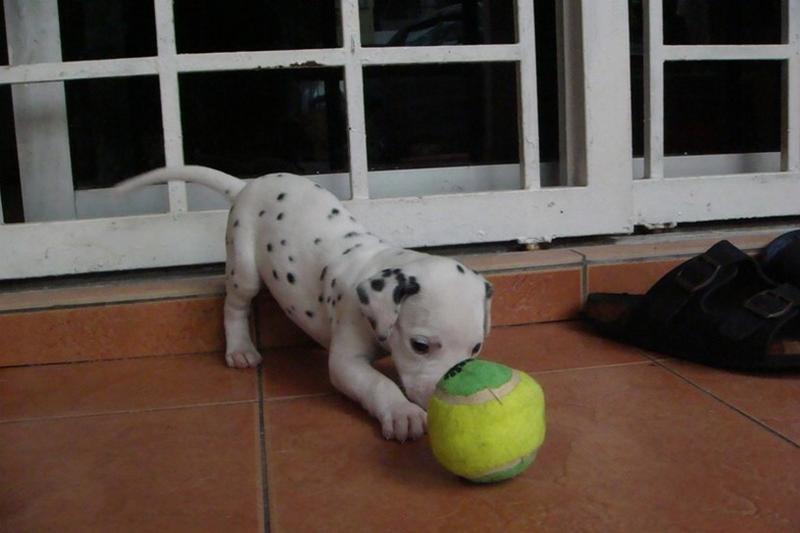 Dalmation Puppy playing with a big ball.jpg
