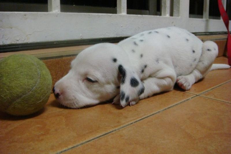 Dalmation Puppy sleeping next to its toy.jpg

