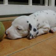 Dalmation Puppy sleeping next to its toy.jpg
