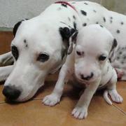 Dalmation Puppy standing next to its mommy_so adorable.jpg
