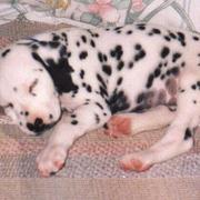 sleepying Dalmatian puppy.jpg
