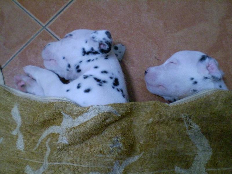 two Dalmation Puppies under blanket.jpg
