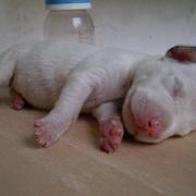 very young Dalmation Puppy photo.jpg
