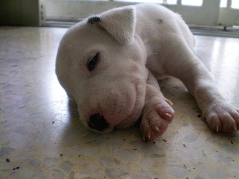 very young Dalmation Puppy picture.jpg
