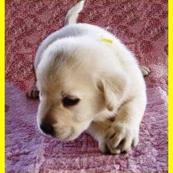 labrador young puppy_cute.jpg
