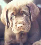 labrador-retrievers-puppy face.jpg
