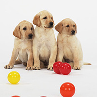 labs puppies in golden.jpg
