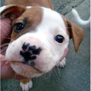 Pitbull Puppies Picture Gallery

