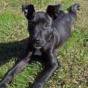 black pit bull puppy looking up to the camera.jpg
