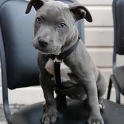 blackk pitbull puppy picture.jpg

