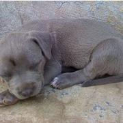 Blue Pitbull puppy sleeping.jpg
