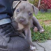 cute Blue pitbull puppy photo.jpg

