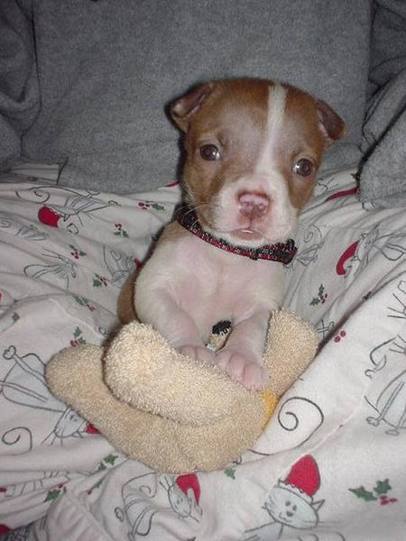 toy pitbull puppies