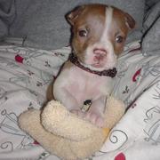 cute pitbull puppy holding its toy picture.jpg
