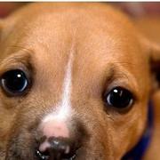 cute tan pitbull puppy face picture.jpg
