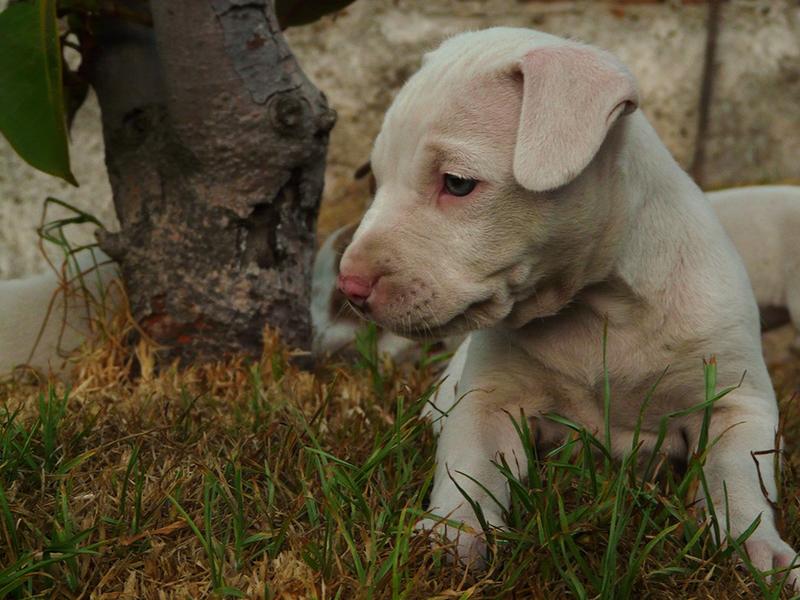 image of pitbull dog in white.jpg

