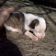 newborn pitbull puppy picture.jpg
