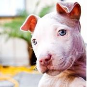 photo of white pitbull pup.jpg
