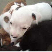 picture of a group of pit bull puppies.jpg
