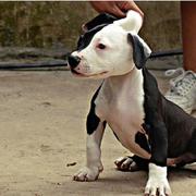 picture of a white and black pitbull puppy.jpg
