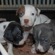 picture of pitbull puppies with blue eyes.jpg

