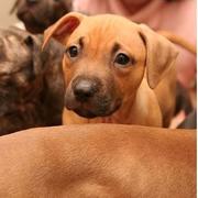 pitbull puppies pictures.jpg
