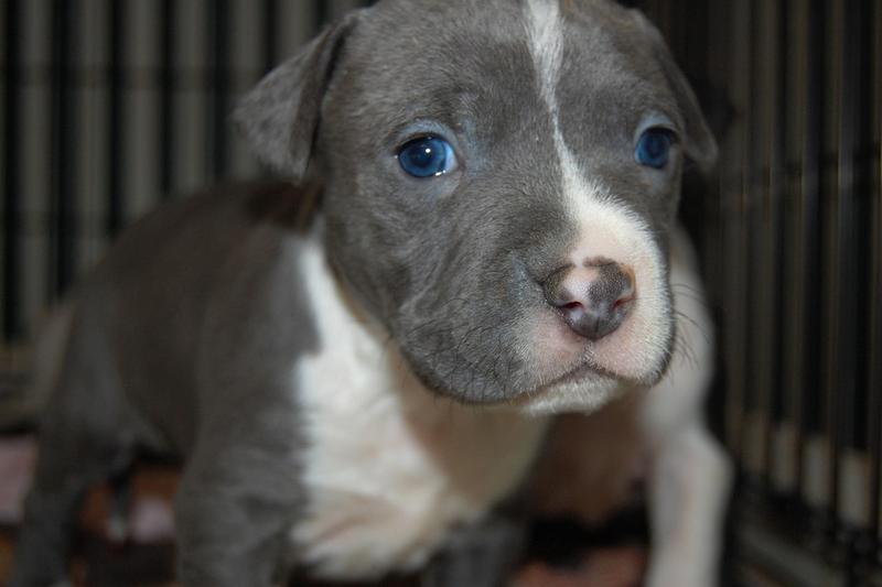 white and grey pitbull pup with dark blue eyes.jpg
