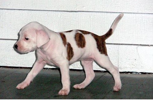 white and light brown pit bull dog picture.jpg
