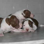 white and tan pitbull puppies photo.jpg
