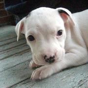 white pit bull pup with small black spots.jpg
