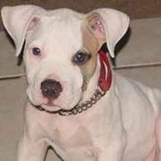 white pitbull pup with tan spot on its face.jpg
